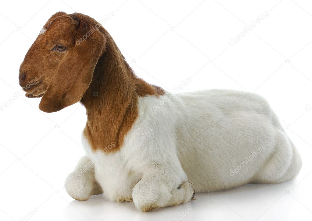 Boer-Goat.jpg