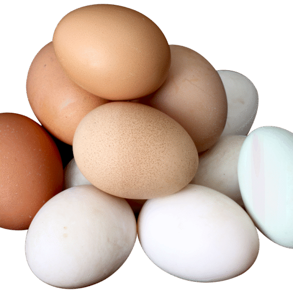 Brown and white Eggs