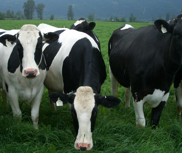Live Dairy Cows