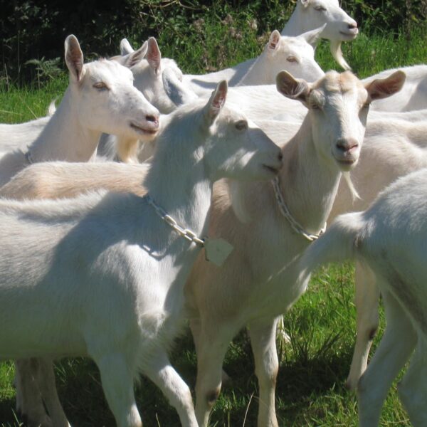 Saanen Dairy Goats