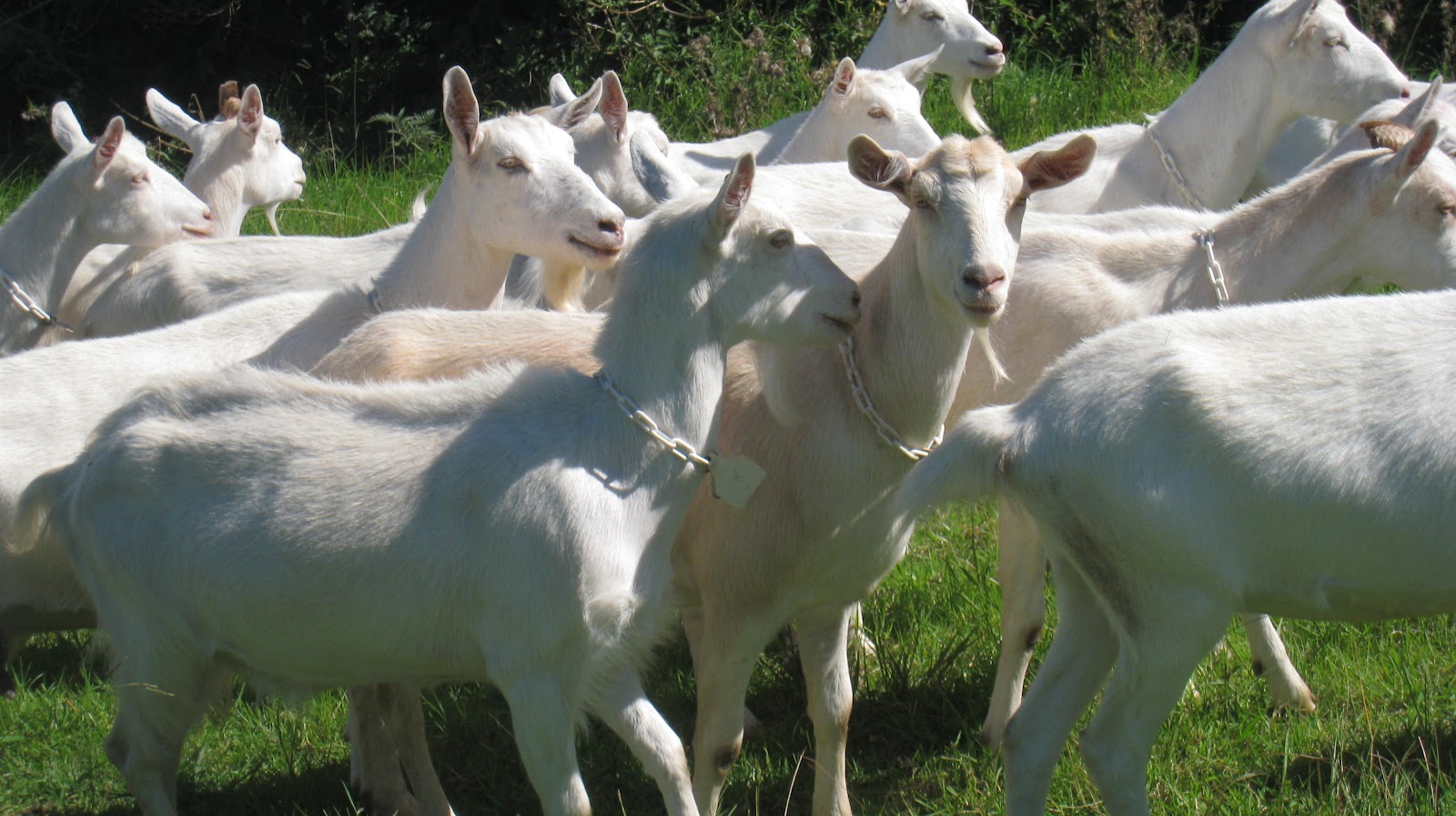 Saanen-Dairy-Goats.jpg